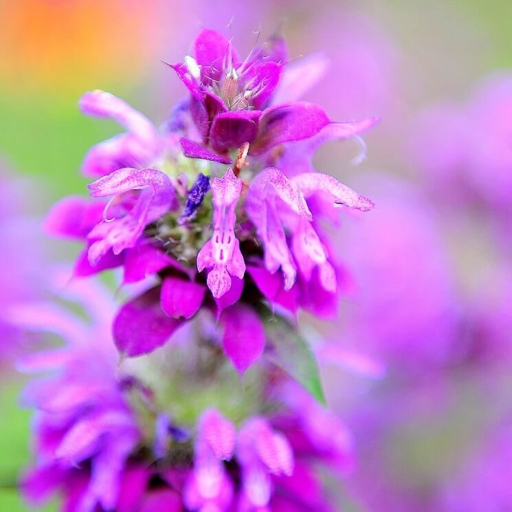 An up close view of a beautiful pink flower