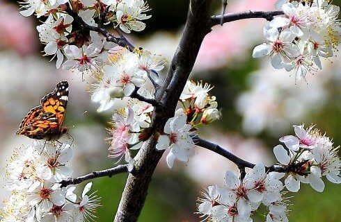 A Monarch butterfly sitting on a tree branch with white and pink flowers