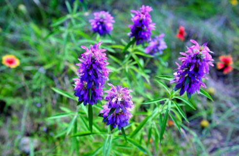 Cluster of bright purple flowers in a green garden