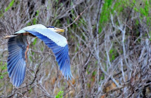 A large Blue Heron bird in mid flight near some trees
