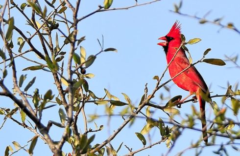 A large red Cardinal bird sitting on a branch with blue skies