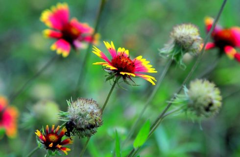 A cluster of bright pink and yellow flowers in a garden