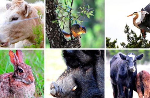 A collage image showing various animals including a squirrel, bird, rabbit, pig and cows