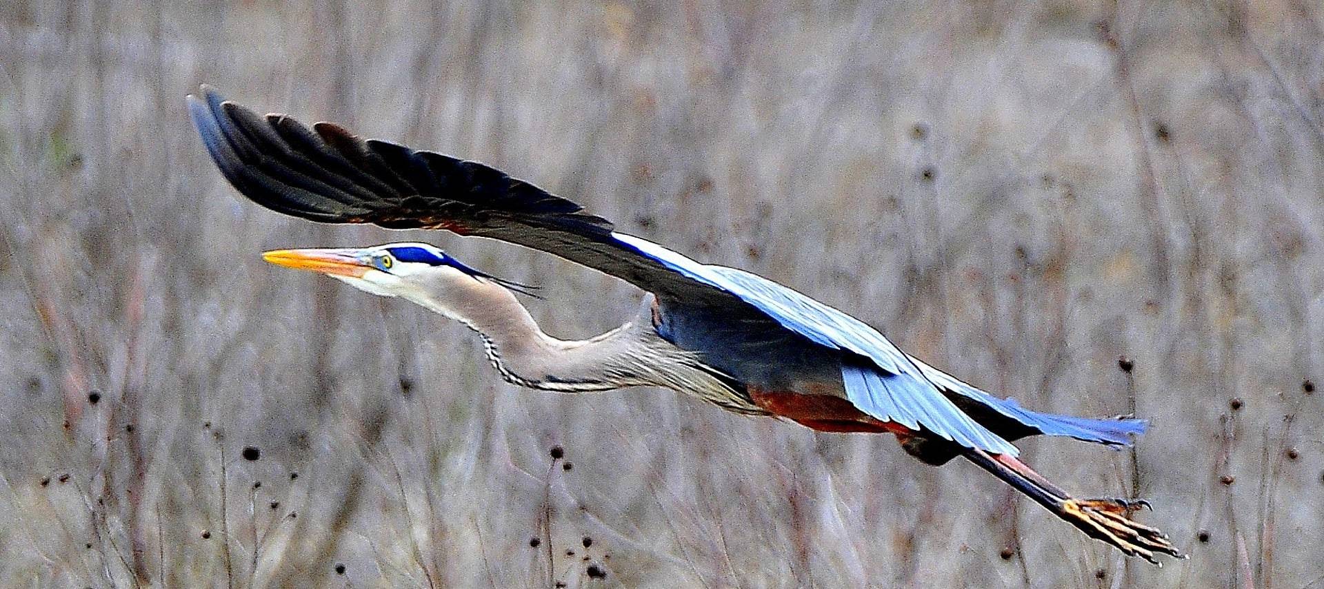 Large Blue Heron bird in flight with wings spread out over a grassy field