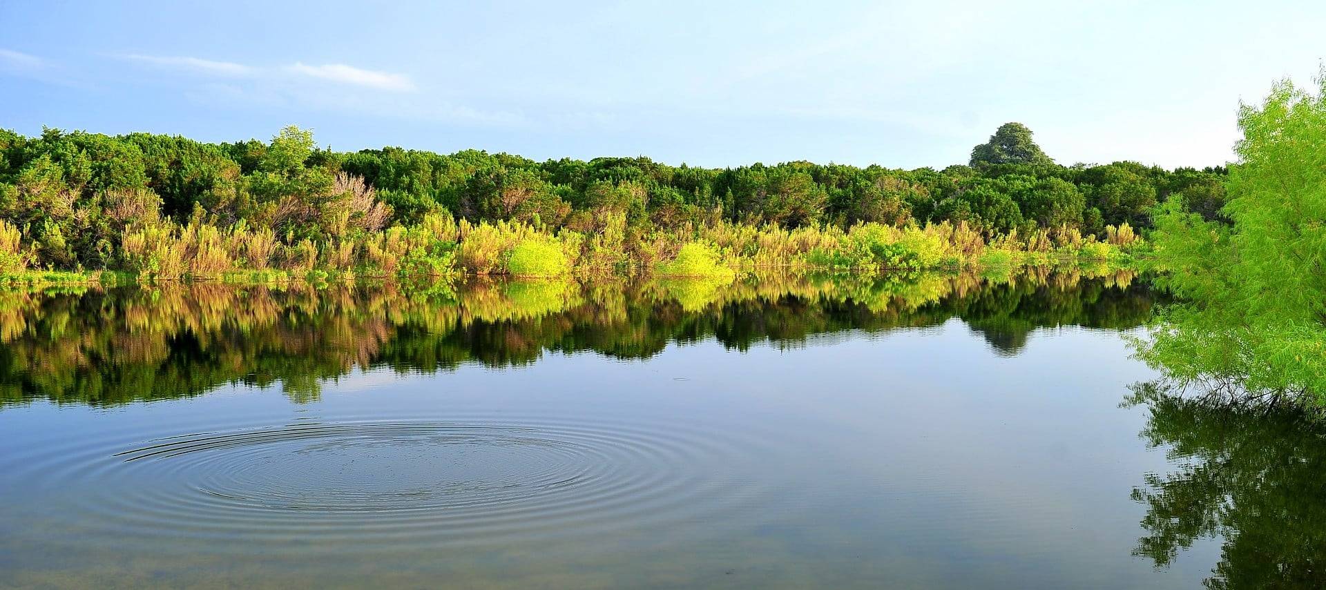 Pond with slight ripples surrounded by lush green trees and bushes